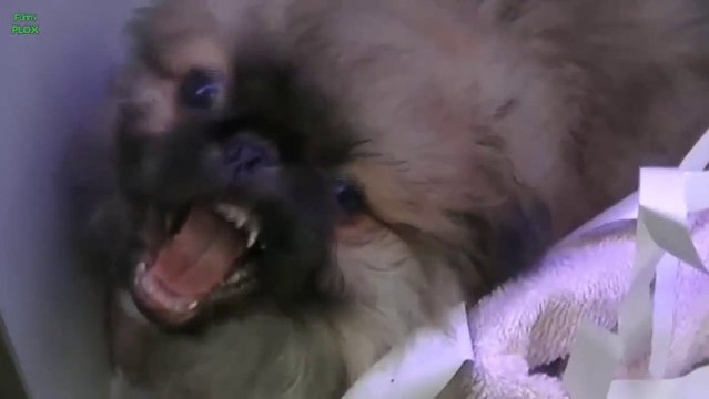 Animals Funny Faces! Dogs, cats, Weird faces!