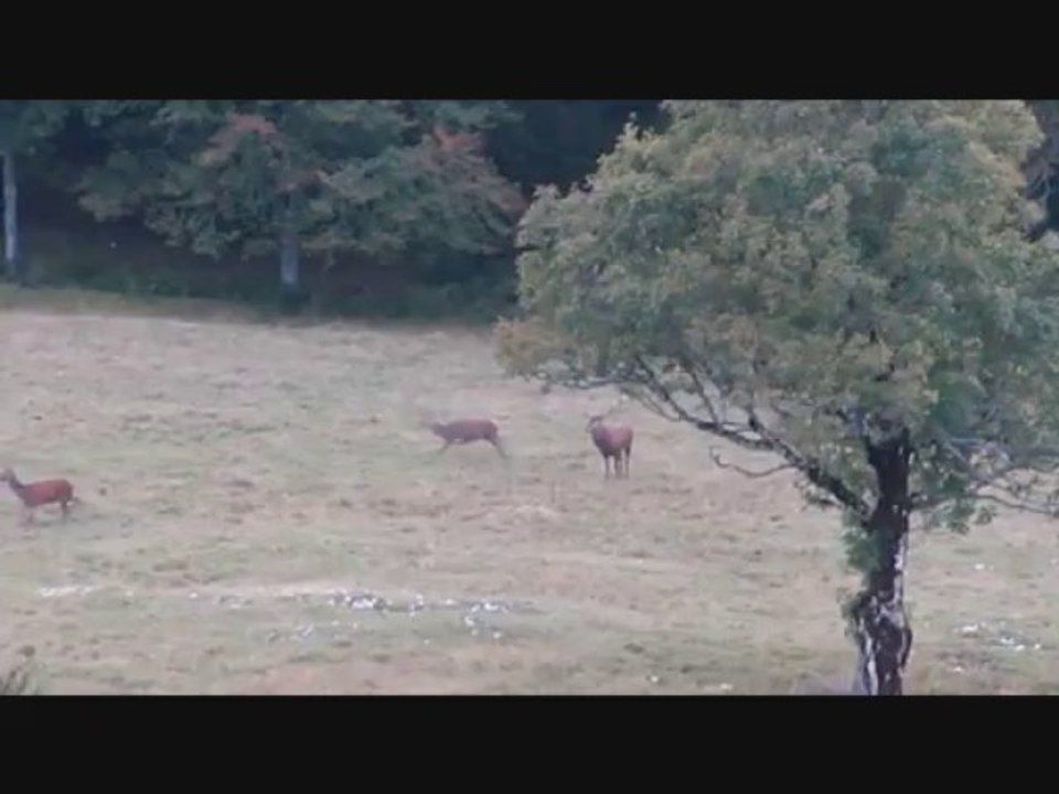 Brame du cerf dans le Vercors 2013