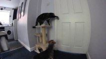 Cat and dog escaping the kitchen!