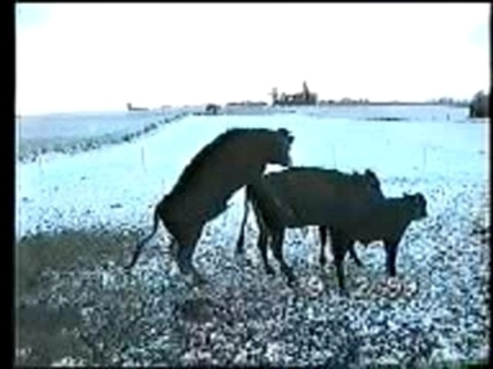 Animaux2