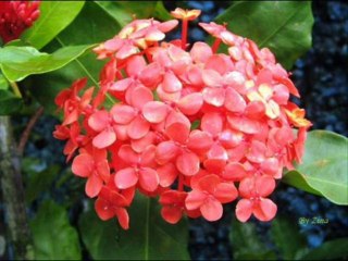 JUÍZES CAP 4 - A BIBLIA NA LINGUAGEM DE HOJE