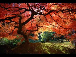 JUÍZES CAP 8 - A BIBLIA NA LINGUAGEM DE HOJE