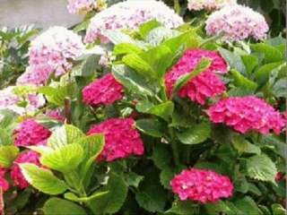 JUÍZES CAP 10 - A BIBLIA NA LINGUAGEM DE HOJE