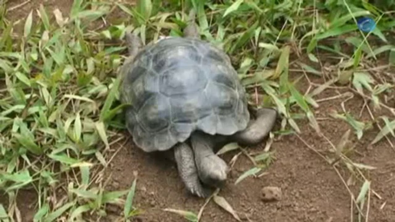 Islas Galápagos: Al rescate de las tortugas gigantes