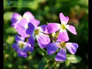 JUÍZES CAP 13 - A BIBLIA NA LINGUAGEM DE HOJE
