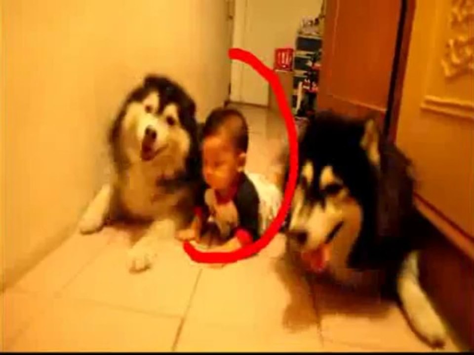2 chiens imitent un bébé