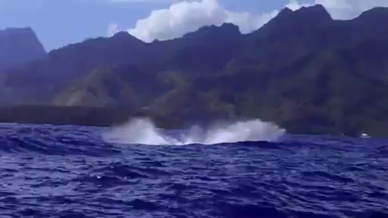 Baleine-Clip1