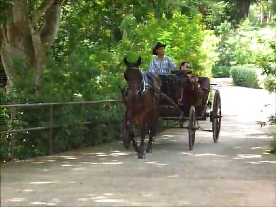 World Class Tourist Attraction - The Singapore Zoological Gardens