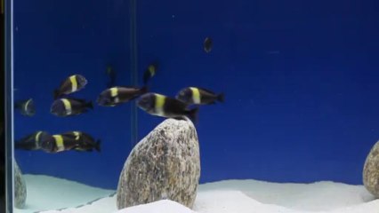 DUBOISI MASWA F0 KOLONI