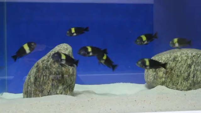 DUBOISI MASWA F0 KOLONI 2