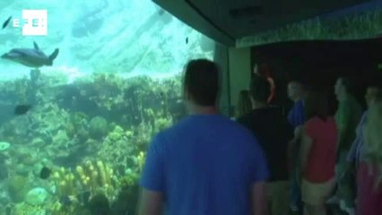 Nova atração da SeaWorld recria habitat de tartarugas marinhas