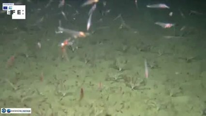 En el fondo del...océano