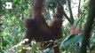 Cerco a los orangutanes de Borneo