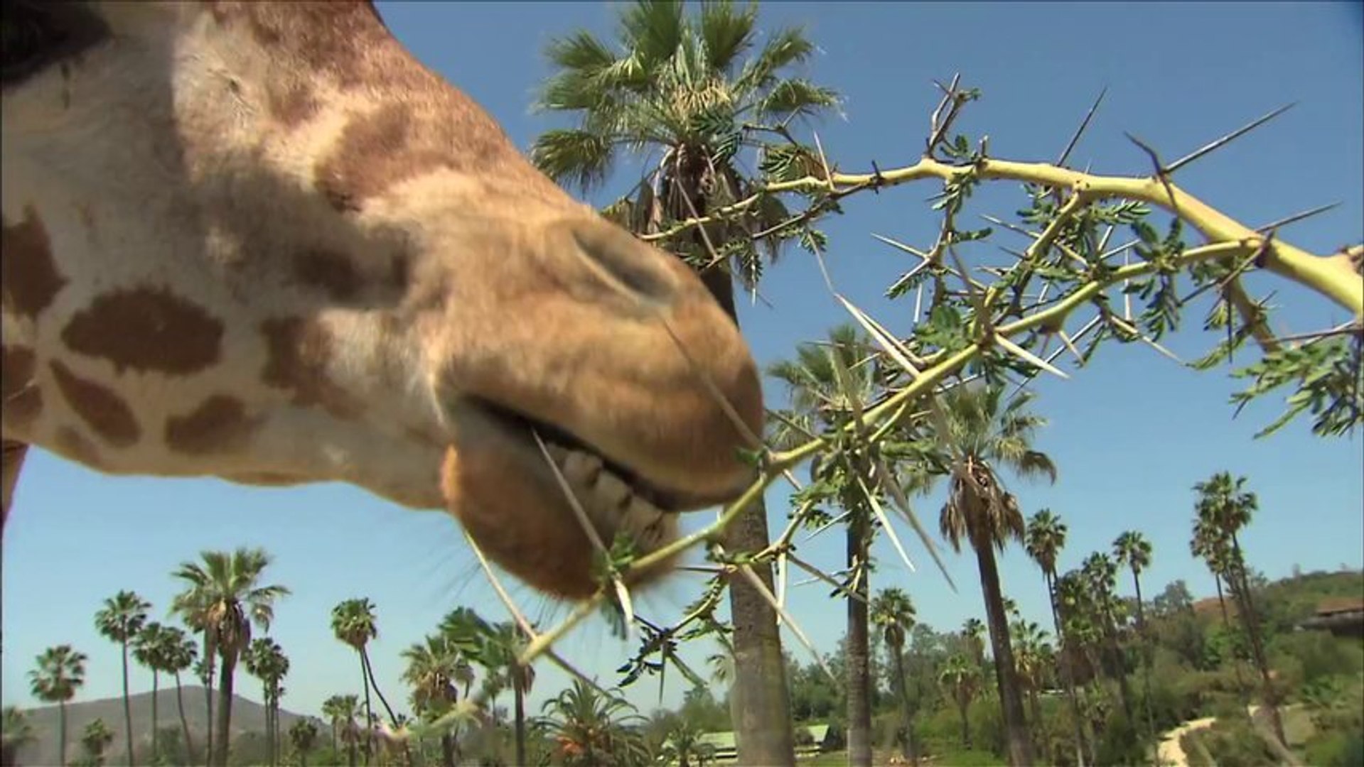 ⁣San Diego Zoo Kids  Giraffe