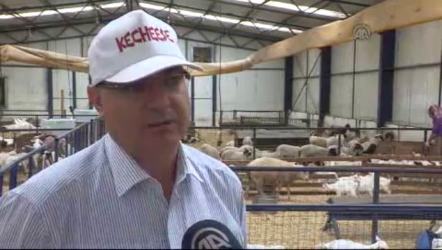 Keçi sütünde rekor Türkiye'nin