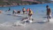 Des dauphins piégés dans le sable sauvés par des passants héroïques...