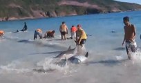 Des dauphins piégés dans le sable sauvés par des passants héroïques...