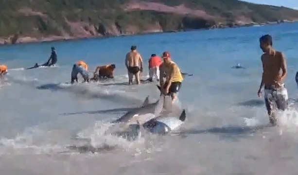Des dauphins piégés dans le sable sauvés par des passants héroïques...