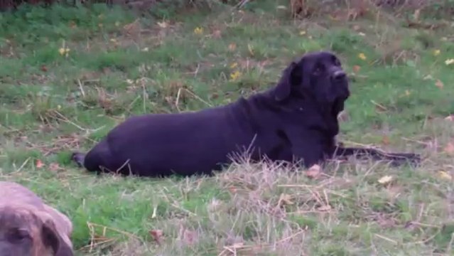Mes 3 filas Argentins FILA BRASILEIRO