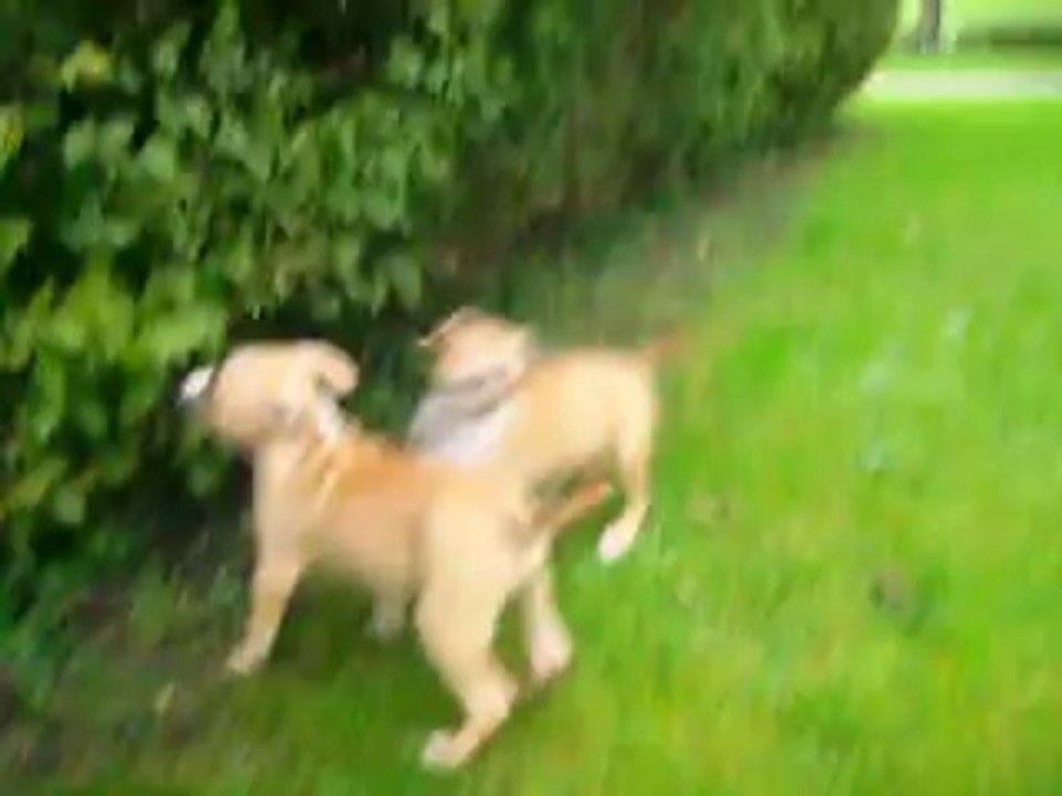 vidéo du 20.10.13 des 2 femelles dispos ...