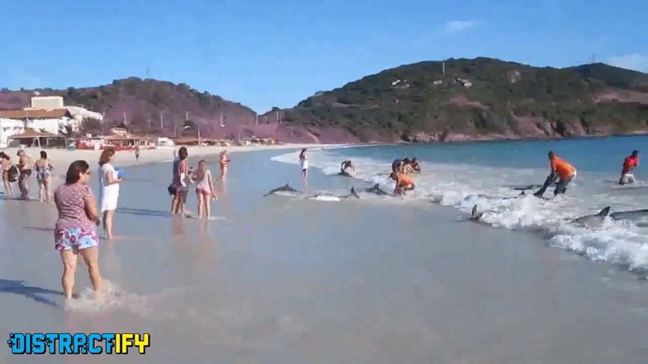 Dolphins saved from death! Heroic Crowd
