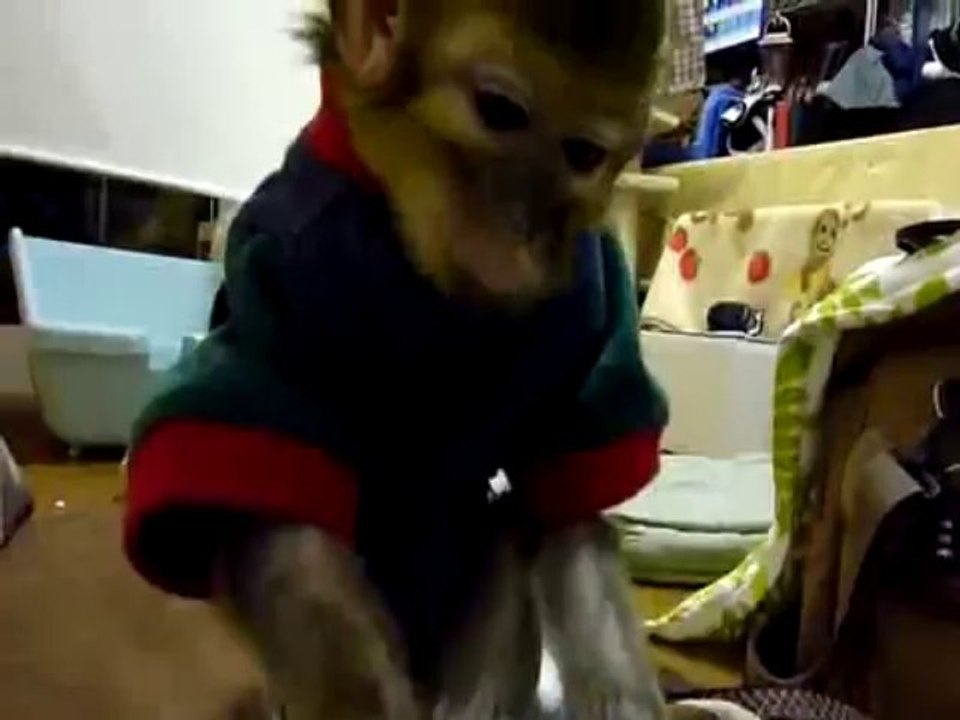 Un singe cherche des puces sur un chat