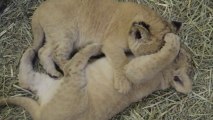 Des bébé lions de 5 semaines... trop Mignons!