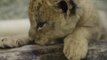 Five Week Old Lion Cubs At Oregon Zoo