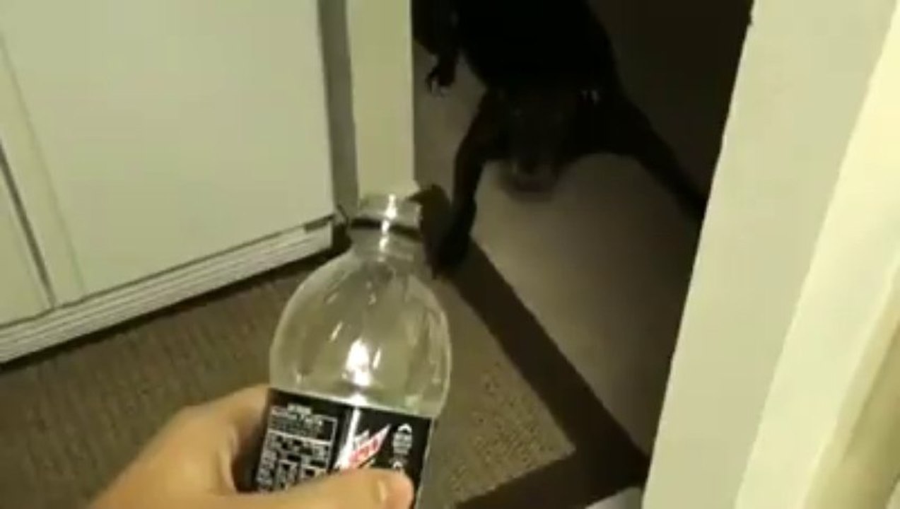 Dog Refuses To Do The Dew