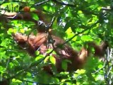 Orang Utan - Proboscis  and silverleaf monkey