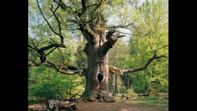 1 SAMUEL CAP 7 - A BIBLIA NA LINGUAGEM DE HOJE