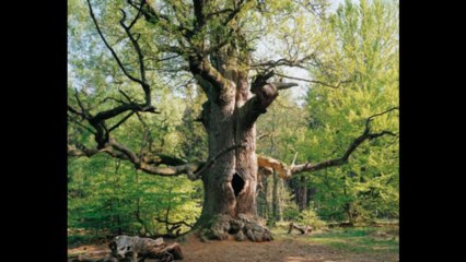 1 SAMUEL CAP 7 - A BIBLIA NA LINGUAGEM DE HOJE