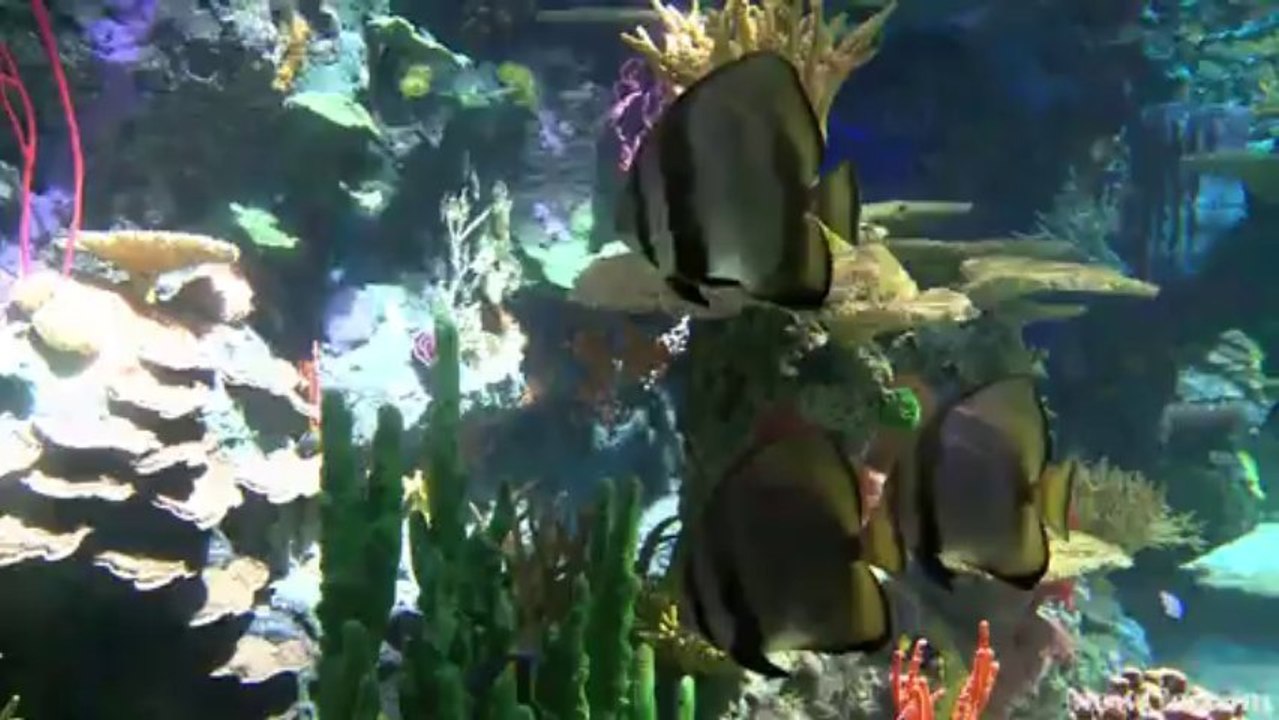 NewCa.com: 2013 Ripley’s Aquarium. Dangerous Lagoon
