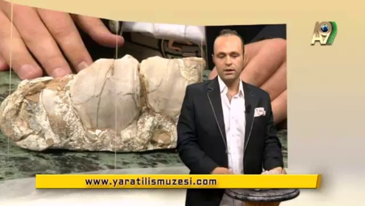 Fosiller, Evrim yok diyor! 12- Filin ön dişleri