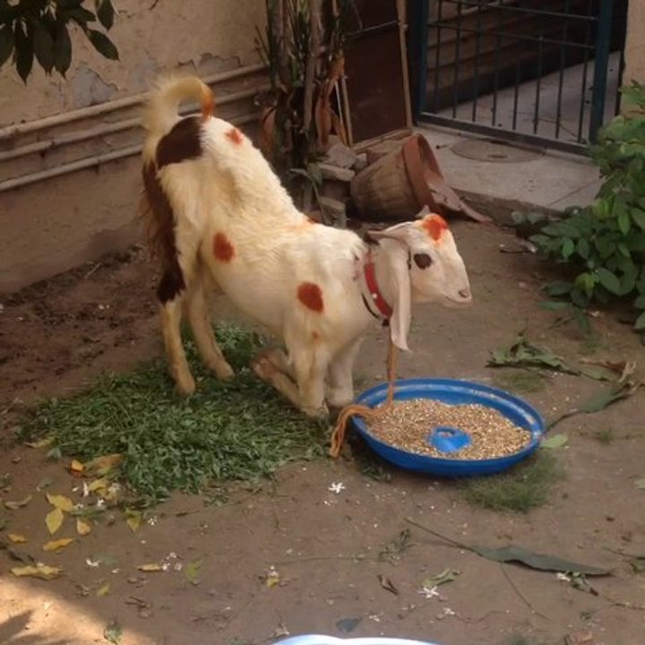 Zaheer