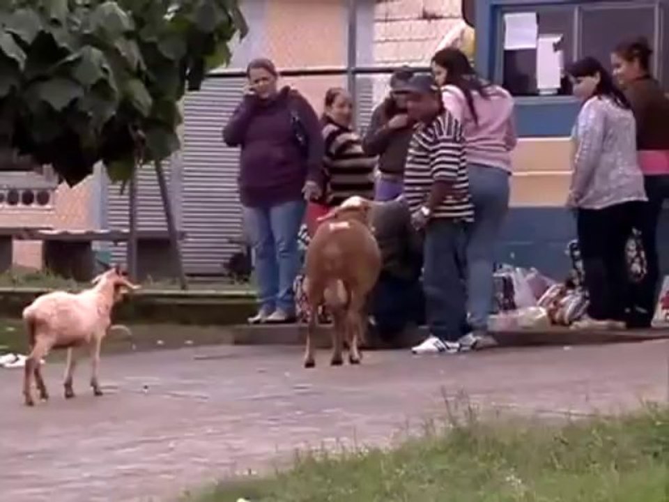 Crazy Goat Video