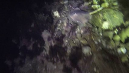 Night Free Dive Catalina! Sea Turtle, Octopus, Shark Yoeyo
