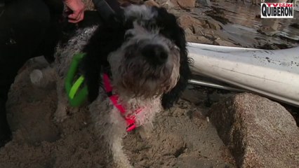 Carnac    |  Courageux sauveteurs à Poils - Carnac Télé