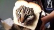 Funny Bread Cat Videos ... like Jesus on toast! ahahah