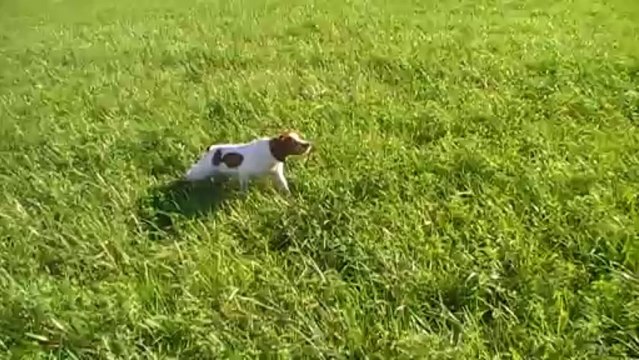 Itou arrêt caille + pistolet 4,5 mois