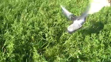 Itou  sur pigeon + pistolet.4,5 mois