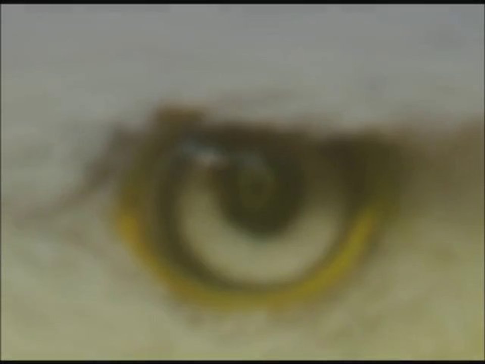 Στιγμές από το ΑΕΚ-Άγιος Νικόλαος - YellowFever.gr