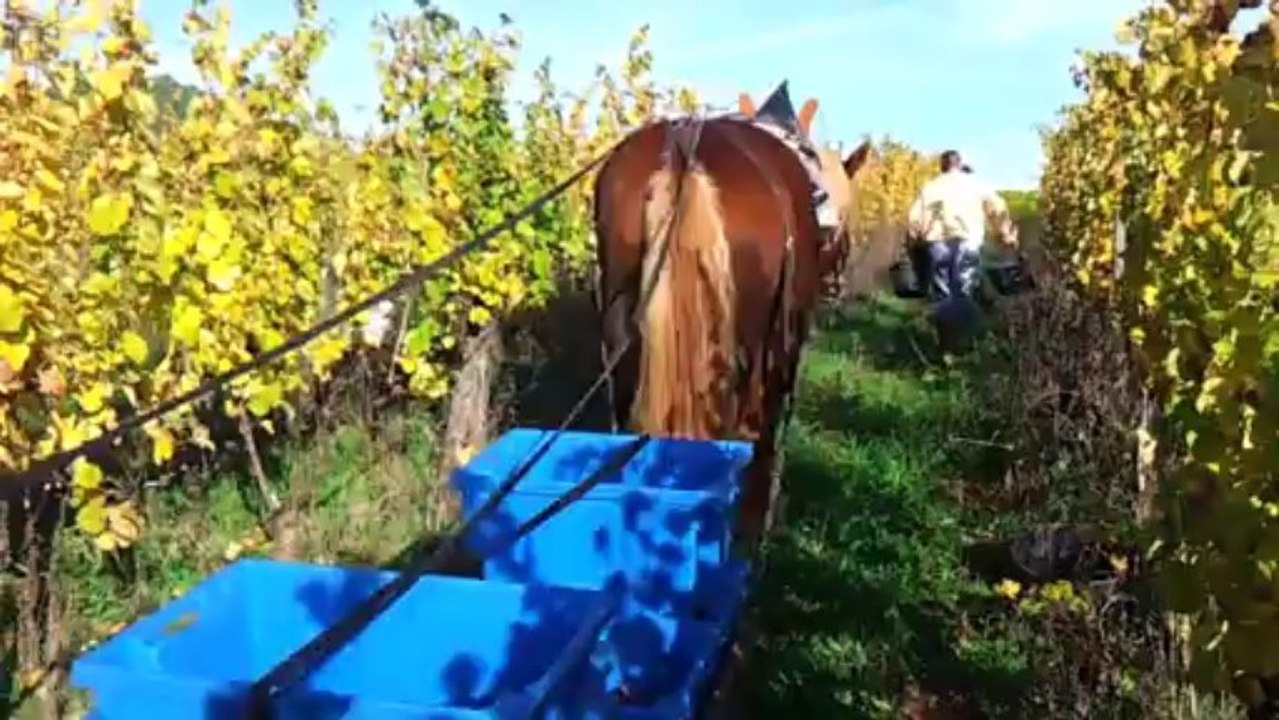 Les vendanges 2013 chez Heidi et Hubert Hausherr