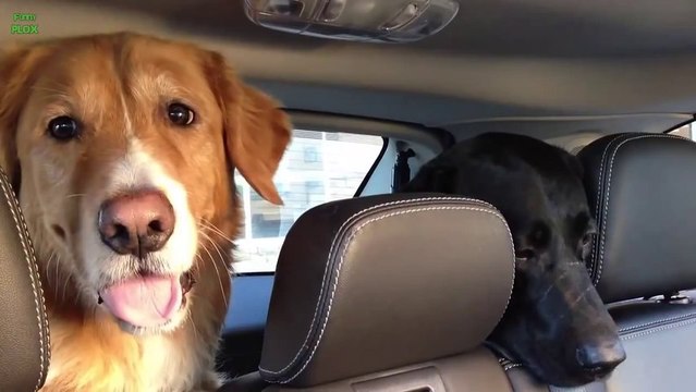 Compilation de drôles de têtes d'animaux