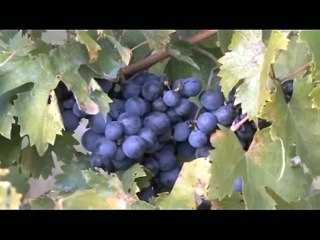 Italian Wine - Breathe you in (piano mix) - Dj Robb H