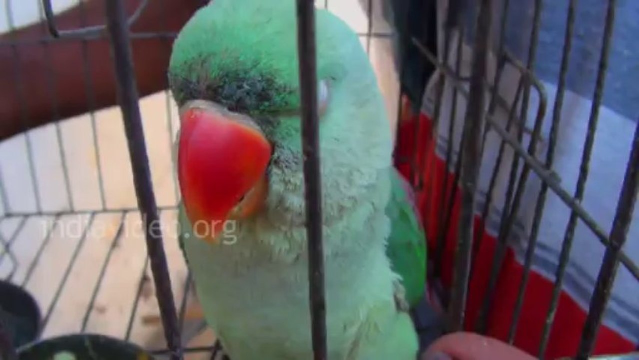Talking parrot amazing