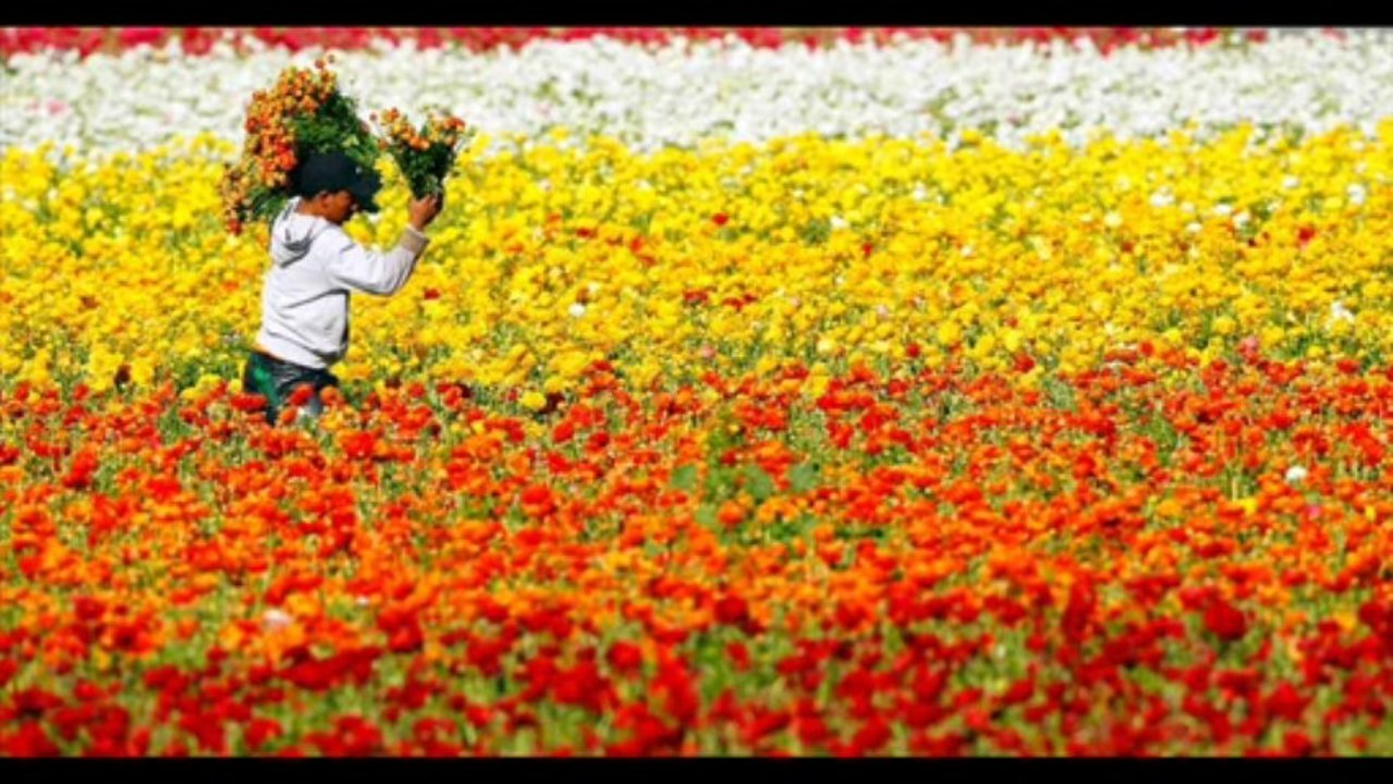 1 SAMUEL CAP 20 - A BIBLIA NA LINGUAGEM DE HOJE