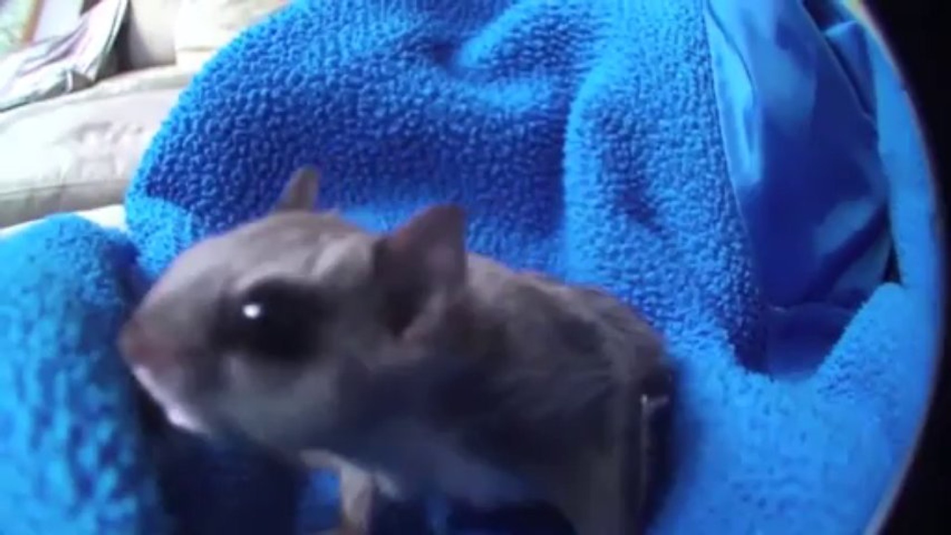 Un Ecureuil Volant Apprivoise Trop Mignon Video Dailymotion