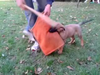 elevage des crocs sentinelles