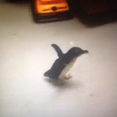 Penguin excited to see his owner